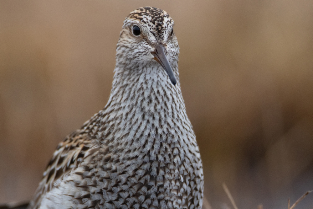 pectoral sandpiper close up front