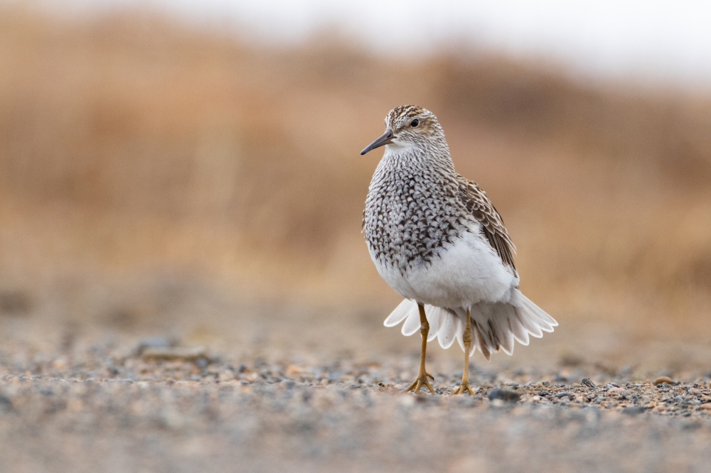 pectoral sandpiper display