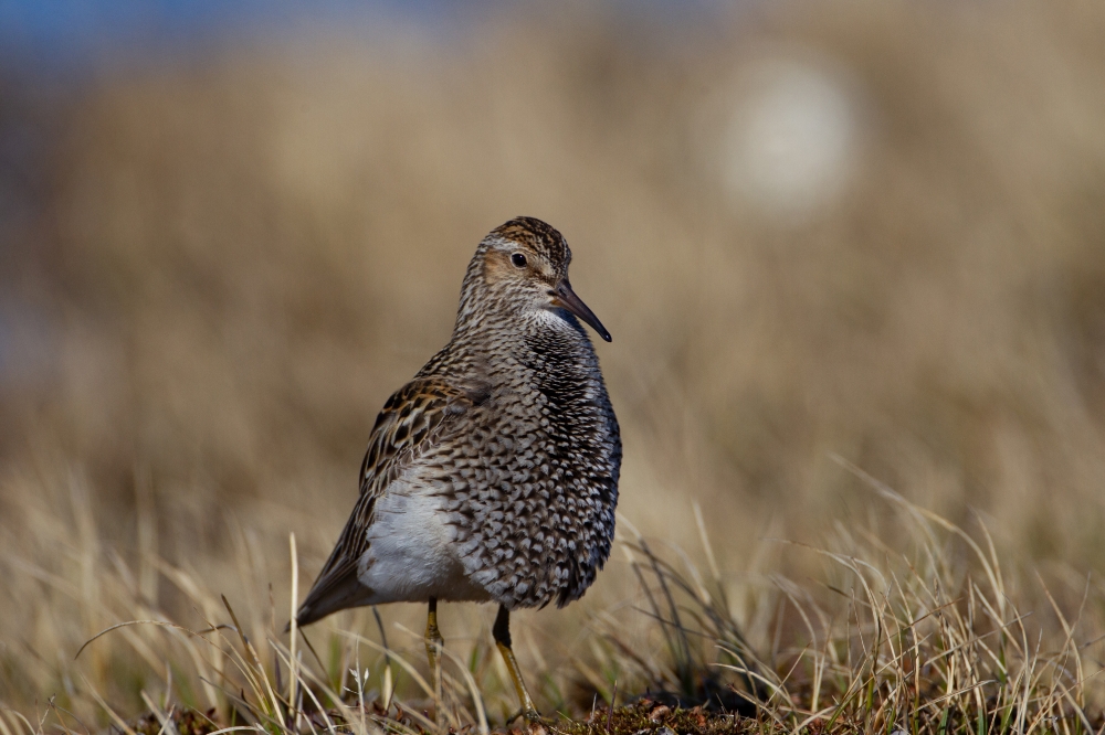 pectoral sandpiper front