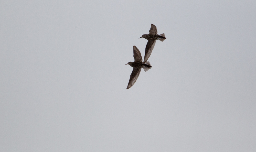 pectoral sandpipers in flight