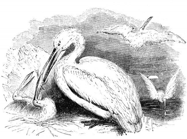 pelican feeding babies bird illustration pelican