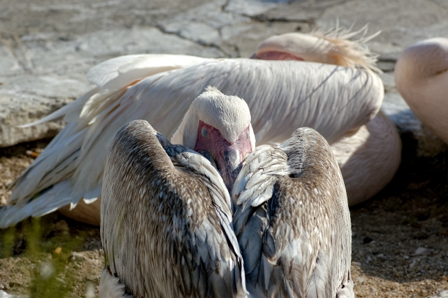 pelican mykonos town greece 2266