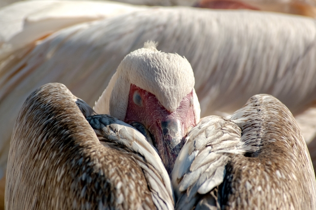 pelican mykonos town greece 2268a