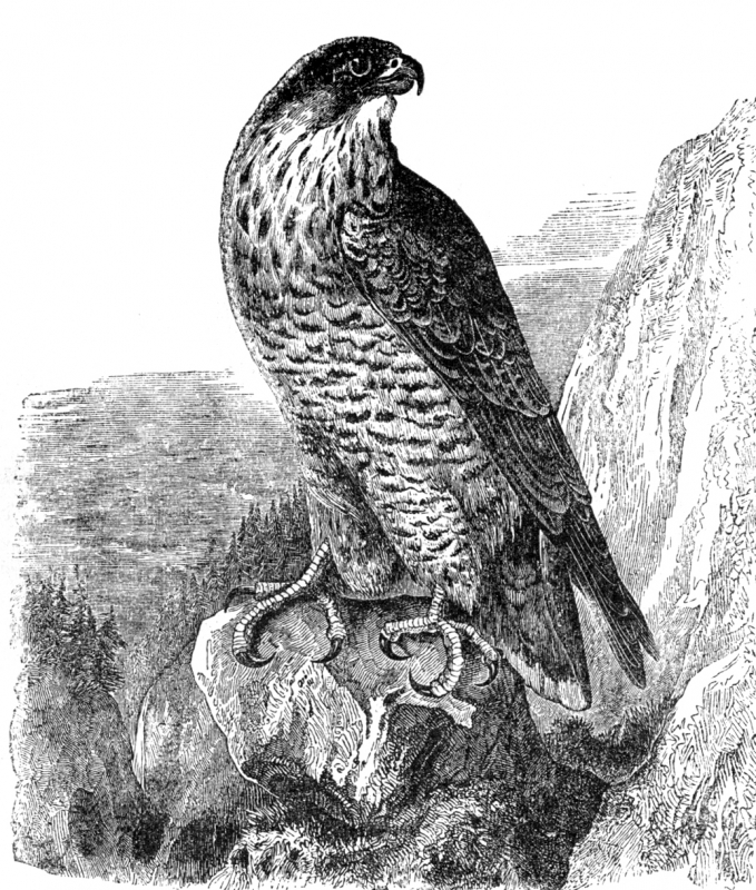 peregrine falcon bird illustration