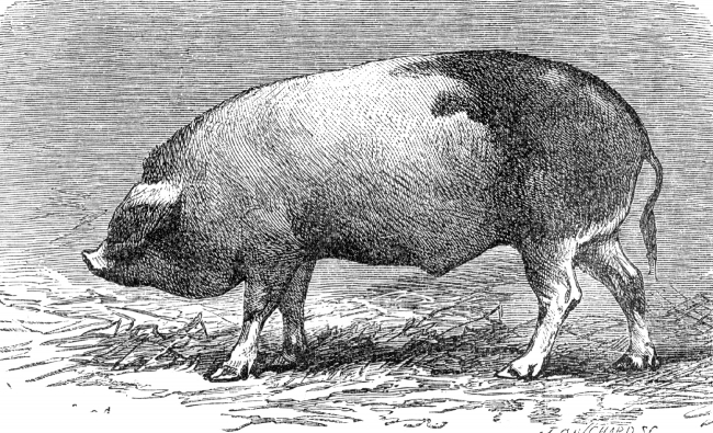 perigord boar pig illustration