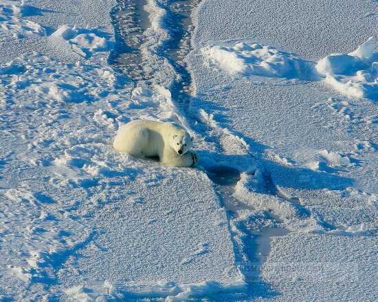 photo adult male polar bear still-hunting at a seal hole