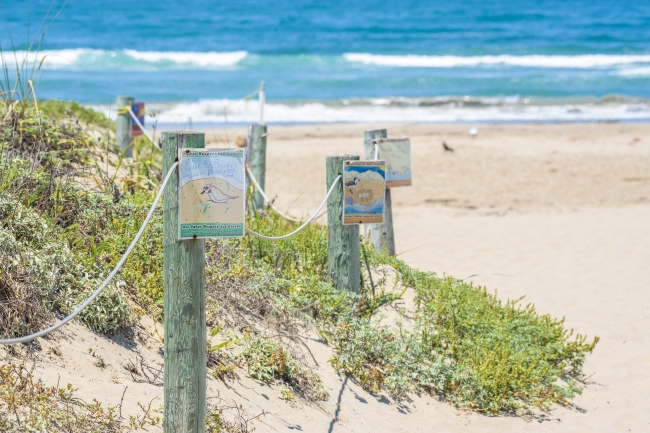 photo bird nesting area morro bay california