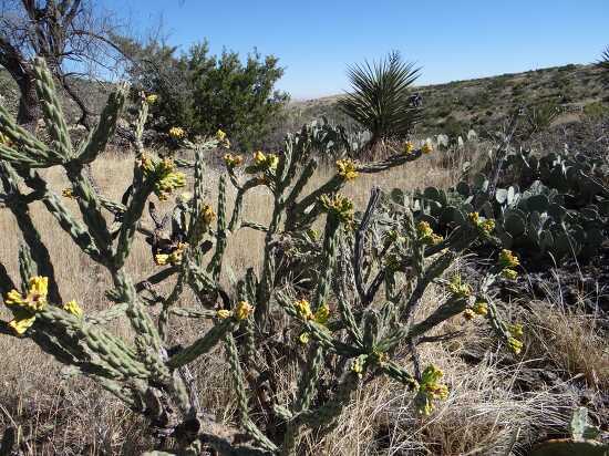 photo cholla cactus with yellow fruit 2