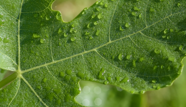 Photo Close Up Fruit Tree Leaf Covered With Morning Mist 