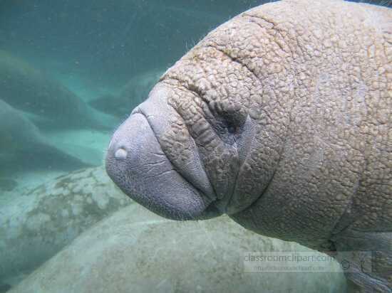 photo curious manatee calf florida