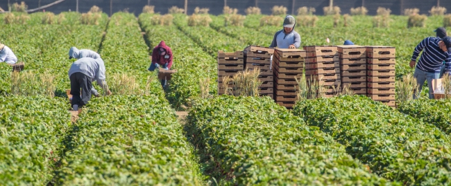 photo farm workers central california picking strawberries