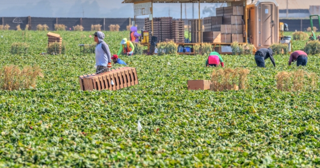 photo farm workers central california picking strawberries