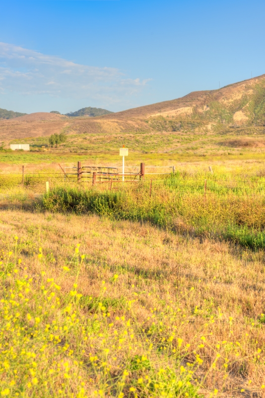 photo grass wildflower covered hills california