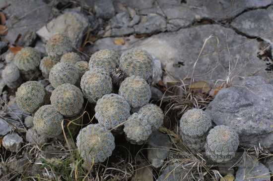 photo lace cacti growing southern Texas shrubland