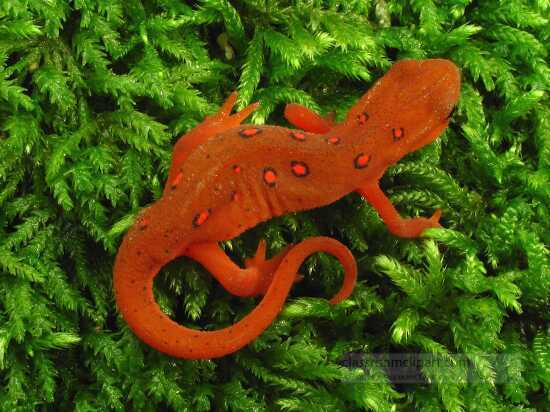 photo of a red spotted newt amphibian