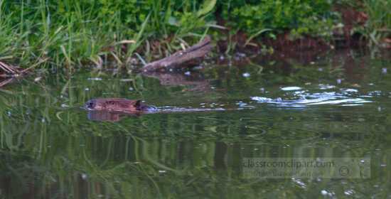 photo of Beaver swimming in lake