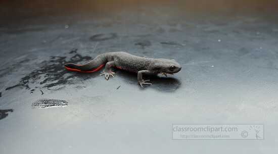 photo of chinese firebelly newt