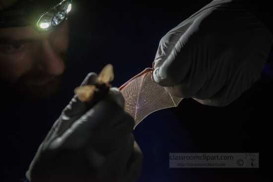 photo of delicate Bat Wings