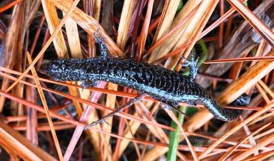photo of frosted flatwoods salamander florida 2