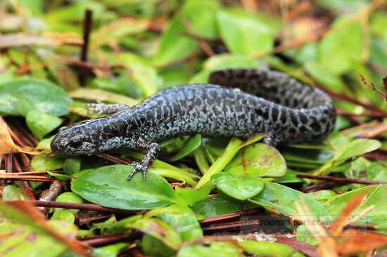 photo of frosted flatwoods salamander on plants