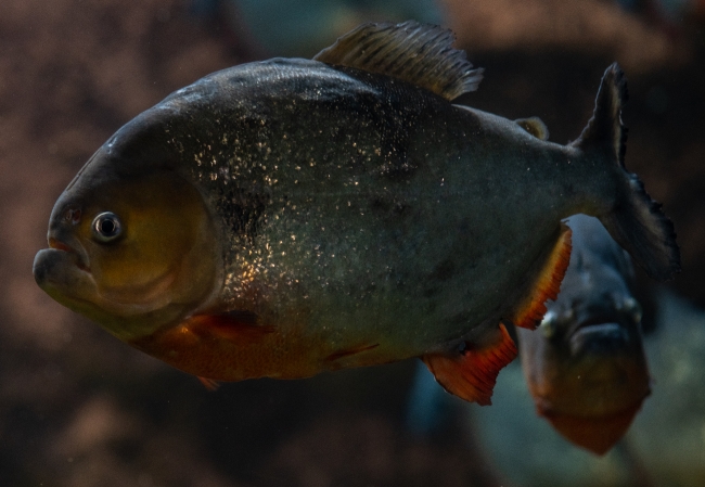 photo of man eater piranha fish