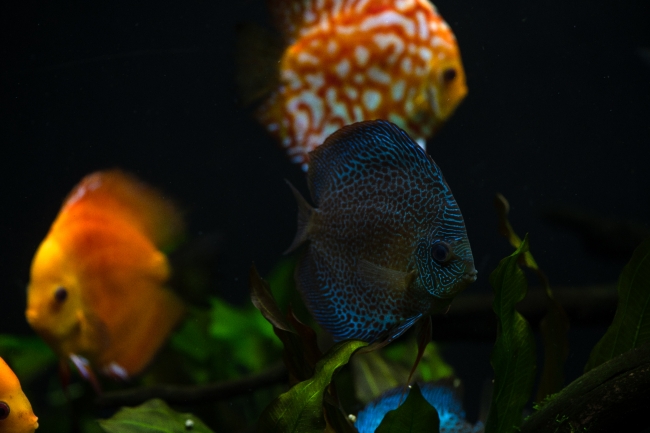 photo of orange white discus fish from cichlid family