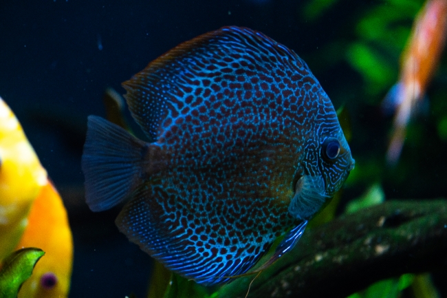 photo of orange white discus fish from cichlid family