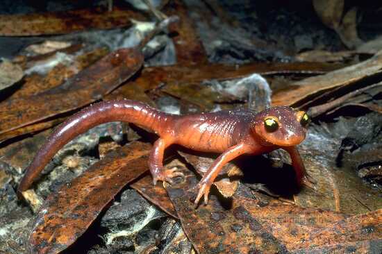 photo of salamander on fall folliage