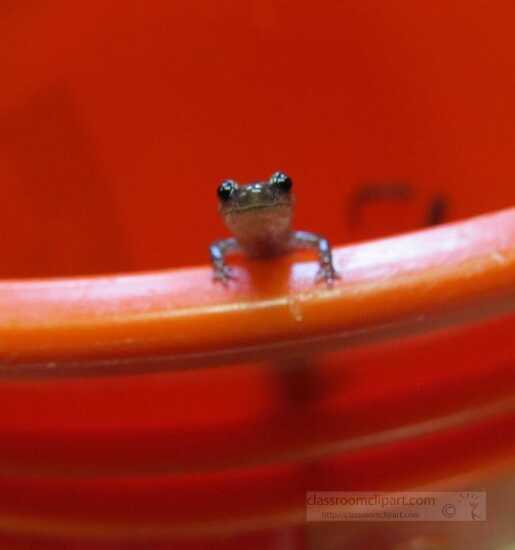 photo of salamander on rim of a containter