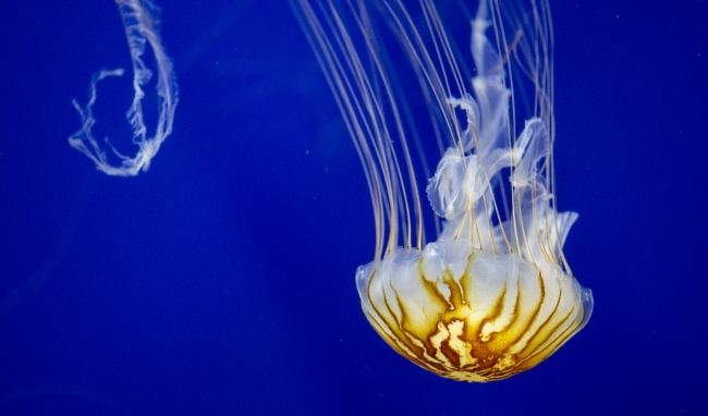 photo pacific sea nettle jellyfish with medusa and tentacles
