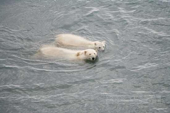 photo photo of two polar bears swimming