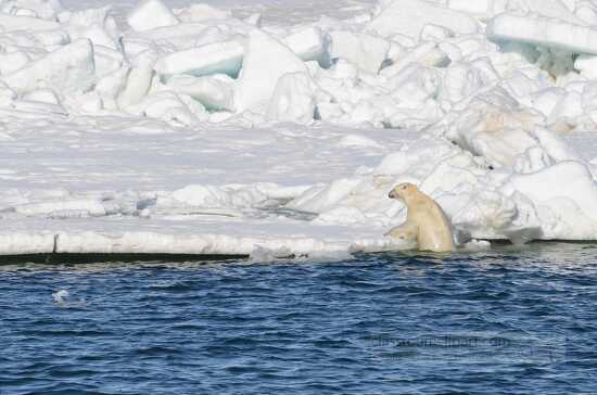 photo polar bear exits the ocean