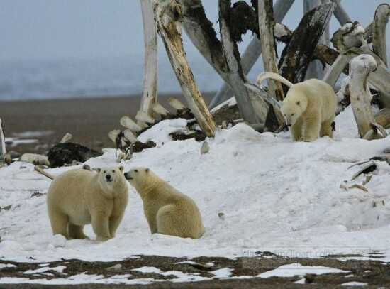 photo polar bear family at bone pile