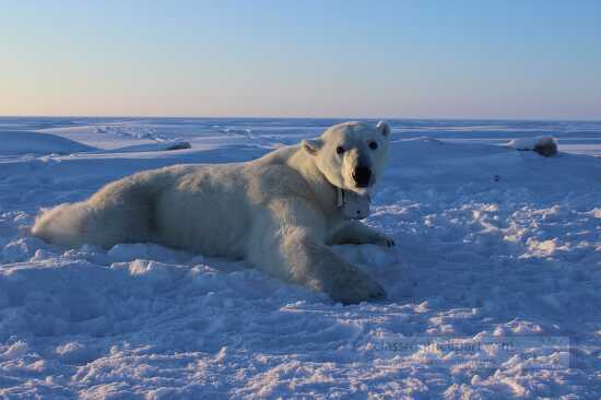 photo polar bear resting on ice