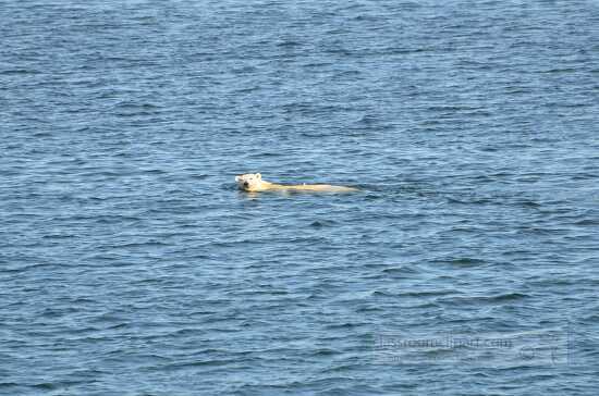 photo polar bear swimming in ocean