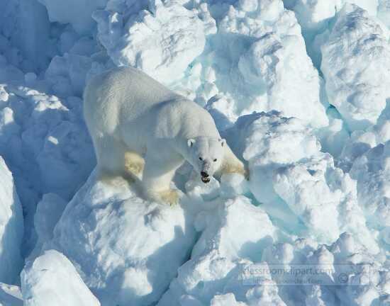 photo polar bear walks across rubble ice in the alaska