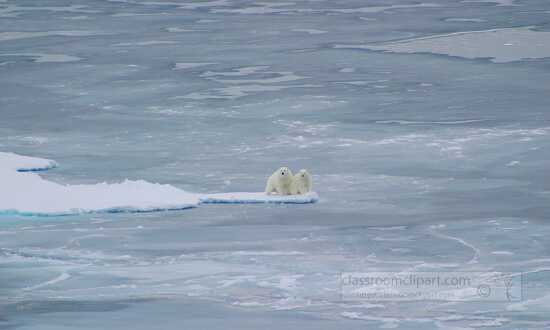 photo polar bears along sea ice in the arctic ocean