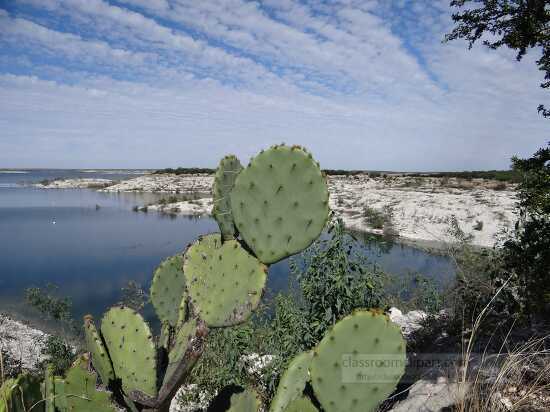 photo Prickly pear cacti