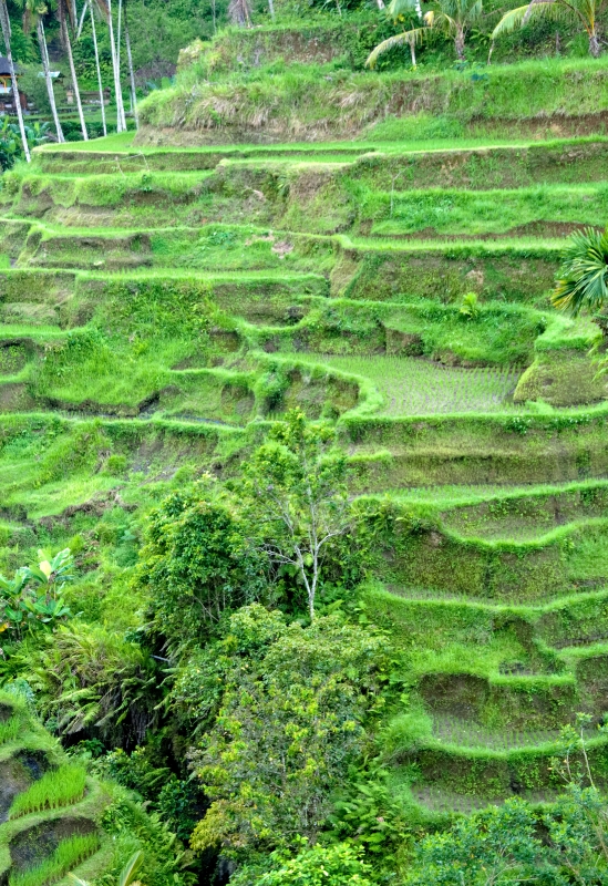 Photo Rice Paddy Ubud Bali 6622b