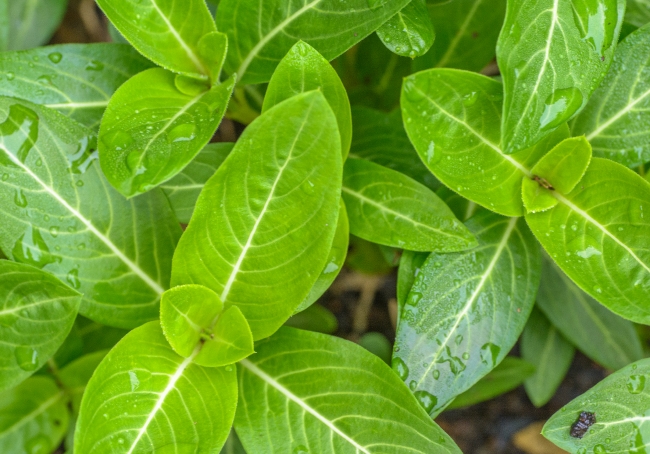 photo smooth articulate vinca plant leaves