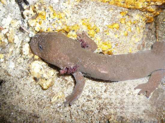 photo top view idaho giant salamander