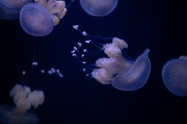 photo translucent white spotted jellies 8508203