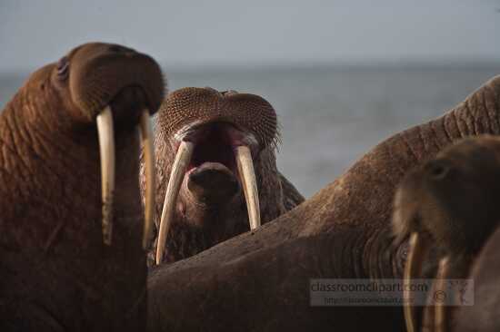 photo Walrus bellowing while on shore