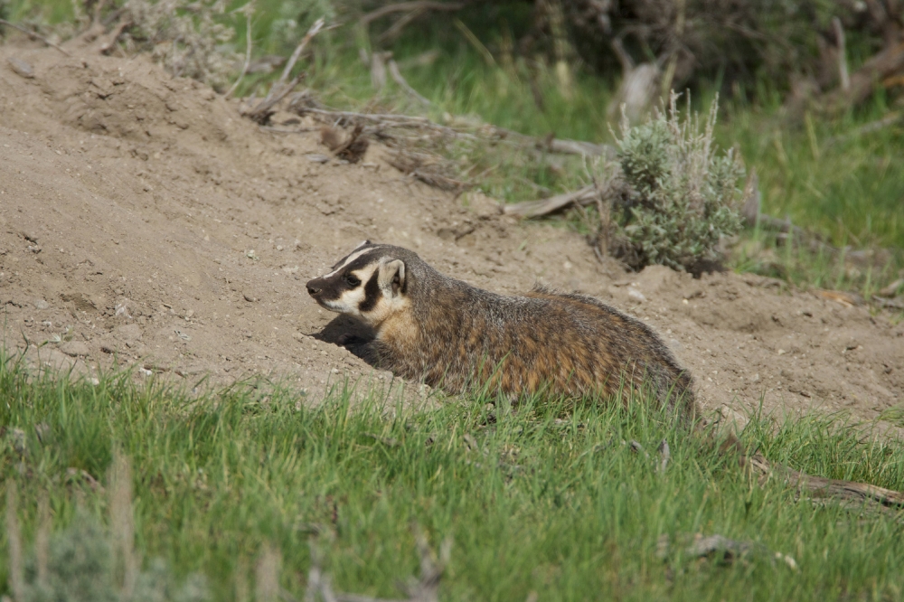 photo-american-badger-is-at-home-in-grasslands-and-woodlands-2
