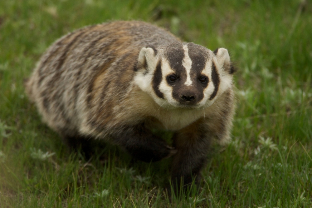 photo-american-badger-walking-in-the-grass-image