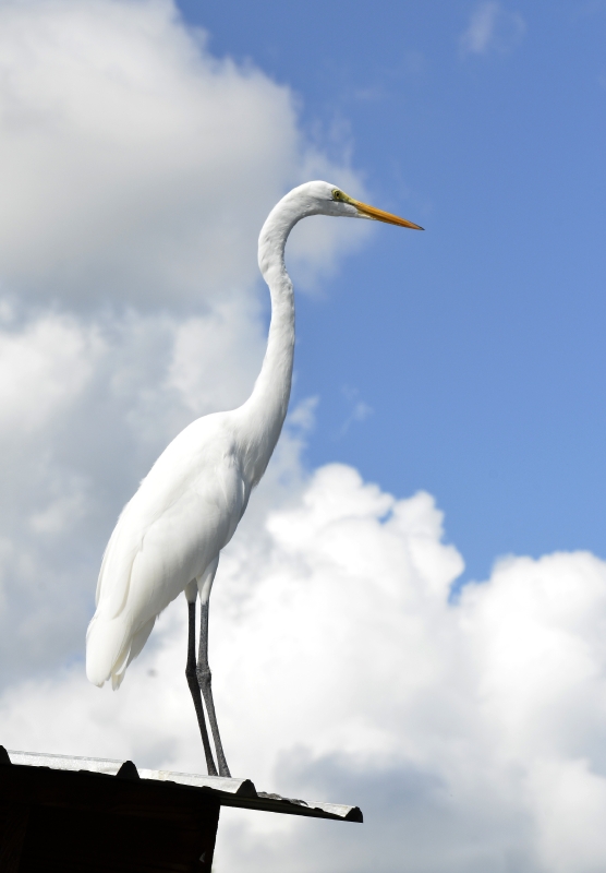 Picture of a Great Egret