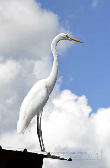 Picture of a Great Egret