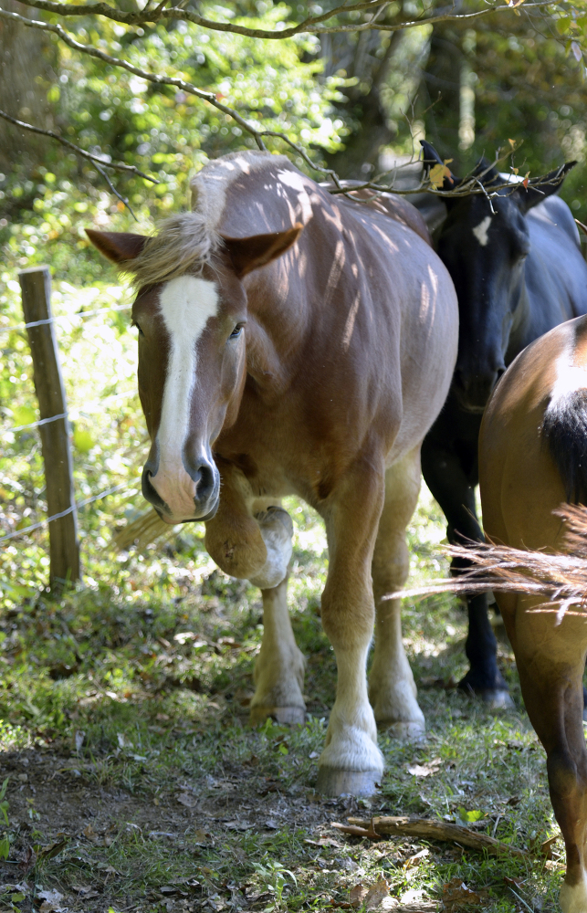 Picture of a Horse Near Tree