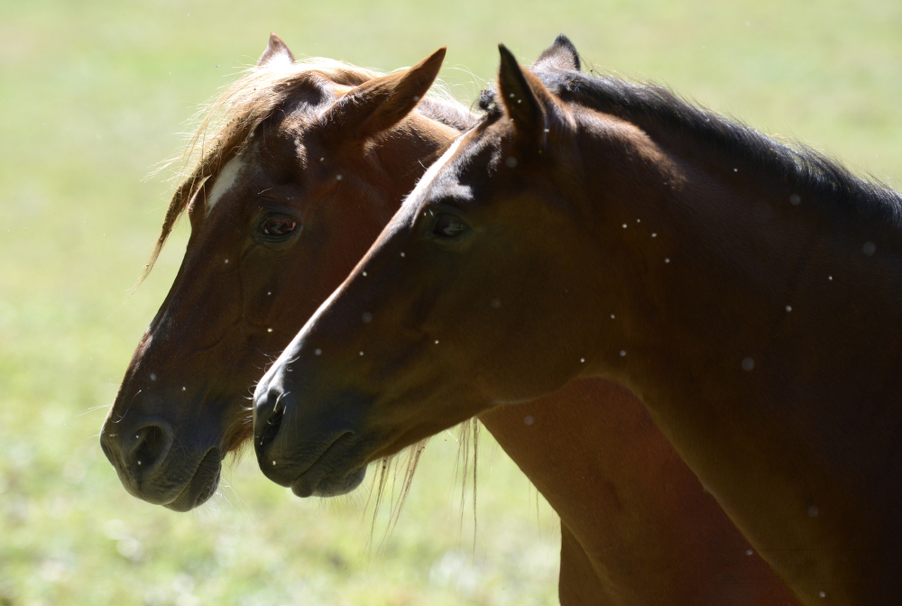 Picture of aHead Shot of Two Horses