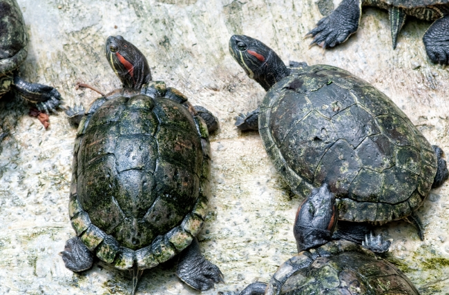 Picture Turtles Malaysia 0019 2